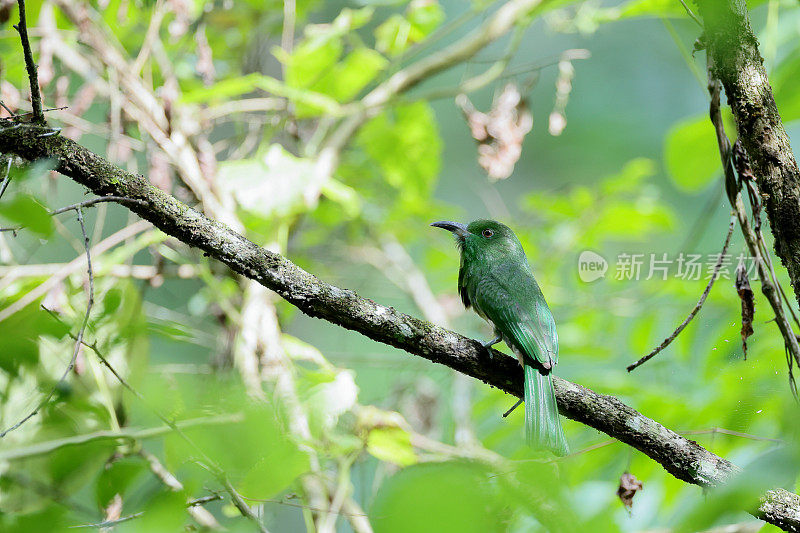 食蜂鸟:幼红须食蜂鸟(Nyctyornis amictus)。